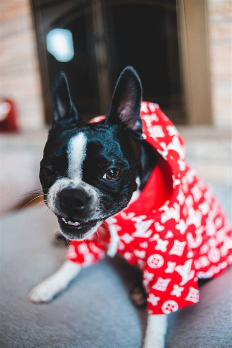 louis vuitton french bulldog shirt